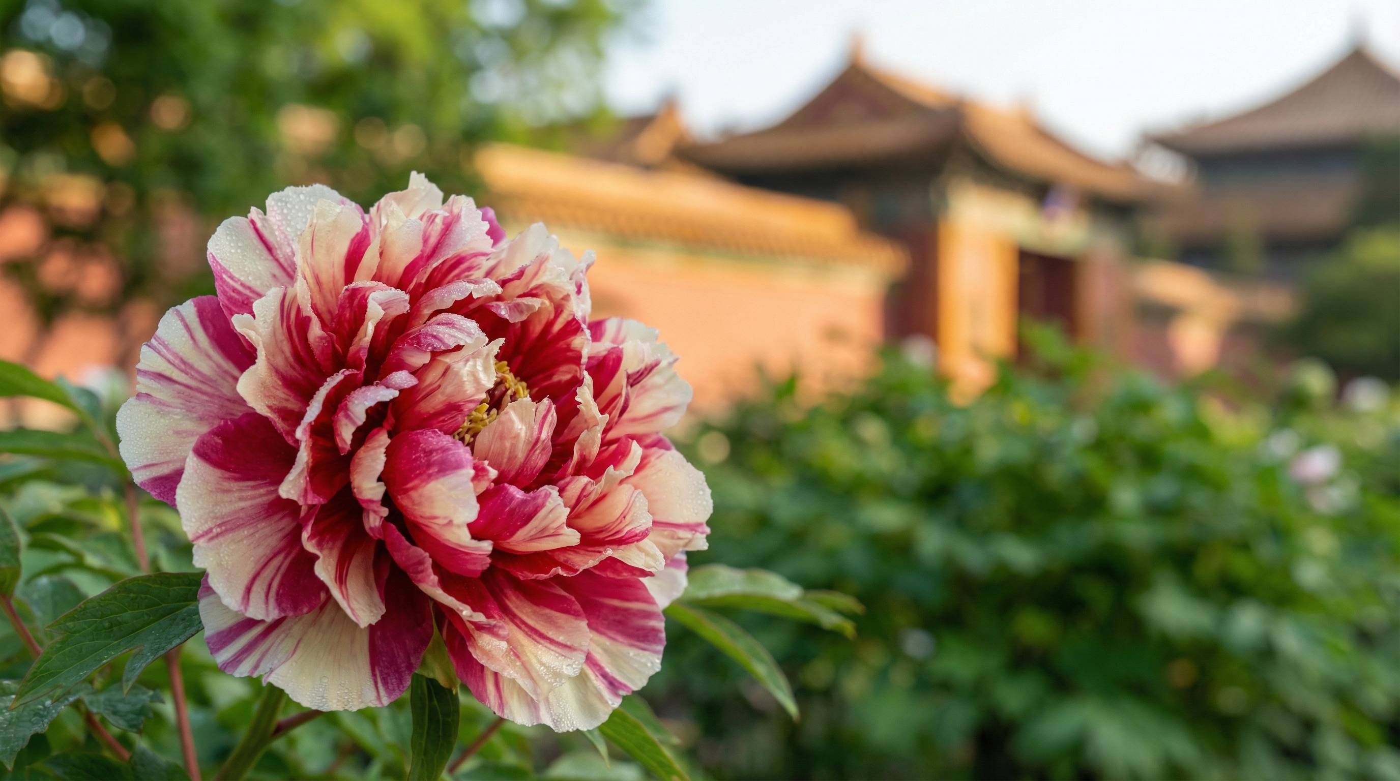 女神视频植物视频 - 牡丹花开视频